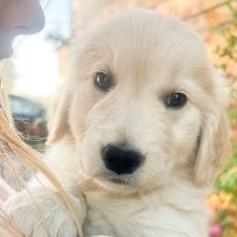 Girl 4 - Golden female Golden Retriever puppy in Murfreesboro, Tennessee from ATW Retrievers