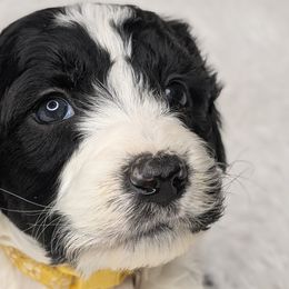 Aussiedoodles, Bernedoodles, Cavapoos, Goldendoodles, Poodles, and Sheepadoodles from Southern Utah Doodles & Poodles