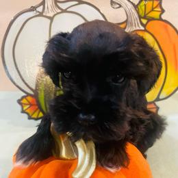 Black - Black male Miniature Schnauzer puppy in Malvern, Arkansas from Deep South Miniature Schnauzers