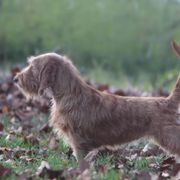 Valentine - Basset Fauve de Bretagne