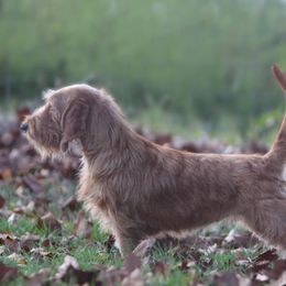 Valentine - Basset Fauve de Bretagne