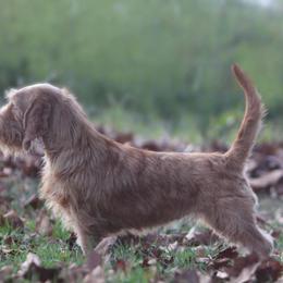 Valentine - Basset Fauve de Bretagne
