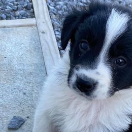 Aussiedoodles, Australian Shepherds, Miniature American Shepherds, and Poodles from Mammydoodles282