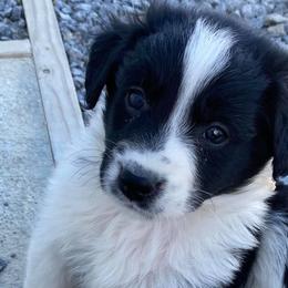 Aussiedoodles, Australian Shepherds, Miniature American Shepherds, and Poodles from Mammydoodles282