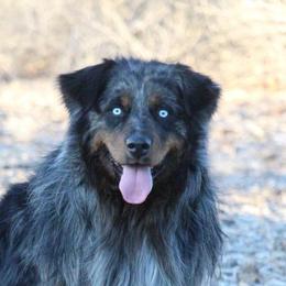 Whiskey - Australian Shepherd
