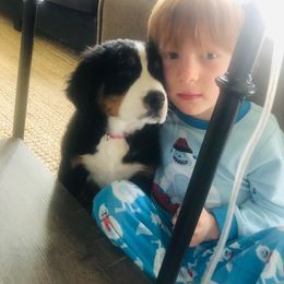 Bernese Mountain Dog Puppies from Emerald Acres Bernese
