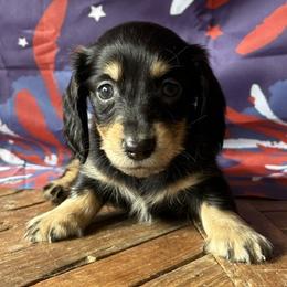 Alaric - Black and cream male Dachshund puppy in Pflugerville, Texas from Dream A Dream Dachshunds