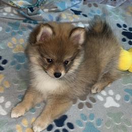 Pomeranian Puppies from Roxy's Pomeranian Puppies