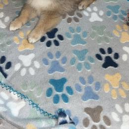 Pomeranian Puppies from Roxy's Pomeranian Puppies