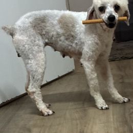 Foxy - Sable female Poodle puppy in Cameron, Oklahoma from PinePoint Poodles