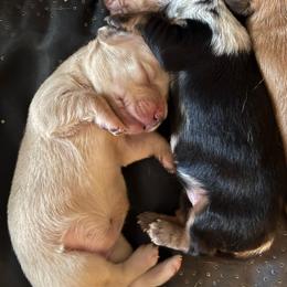 Pearle - Cream female Dachshund puppy in Nashville, Georgia from Riverside Dachshund