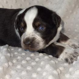 Spur - Red & white male Australian Shepherd puppy in Quaker City, Ohio from Wagon Wheel Aussies and Corgi’s