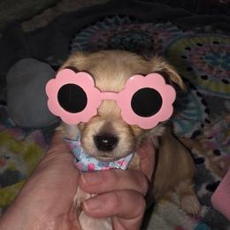 Lannister - Fawn male Chihuahua puppy in Seneca, Missouri from Stephanie’s Puppy Colony