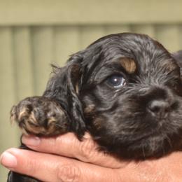 Cocker Spaniel Puppies from Minster Cocker Spaniels