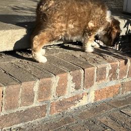 Rocky - Red merle male Aussiedoodle puppy in Alabama from SBA Aussies