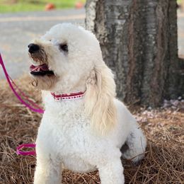 Goldie - Goldendoodle
