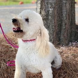 Goldie - Goldendoodle