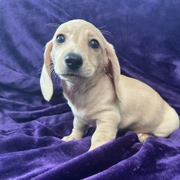 Van Gogh (PRA Clear) - Cream male Dachshund puppy in Memphis, Tennessee from River City Doxies