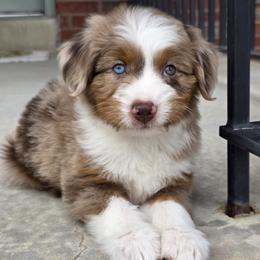 Sprinkle - female Australian Mountain Doodle puppy in Hooper, Utah from Saltwater Doodles