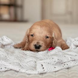 Rachel Green, Girl - Red  female Goldendoodle puppy in Maricopa, Arizona from Desert Ridge Doodles