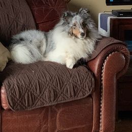 Shetland Sheepdog All Grown Up from Odyssey Shetland Sheepdogs