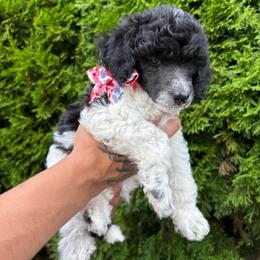 Willow - Parti female Poodle puppy in Longview, Washington from Evergreen Miniature Poodles