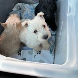 Scottish Terrier Puppies from Pilot Mtn Scottie’s