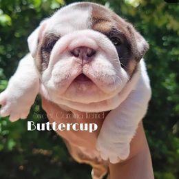 Bulldogs and French Bulldogs from Sweet Carolina Kennel