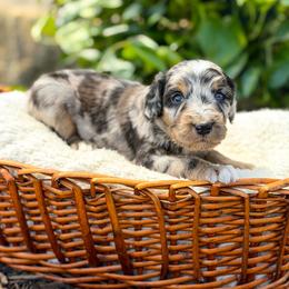 Luke - male Australian Mountain Doodle puppy in Pittsburgh, Pennsylvania from WestPenn Doodles LLC