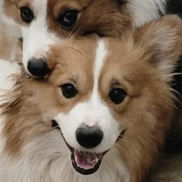 American Corgis and Pembroke Welsh Corgis from Country View Enchanted Corgis