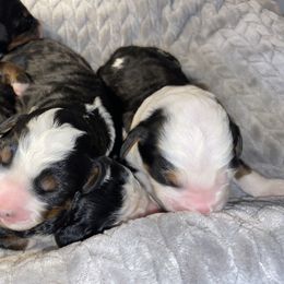 Australian Labradoodle, Bernedoodle, and Cockapoo Puppies from Dream Doodles and Cockapoos