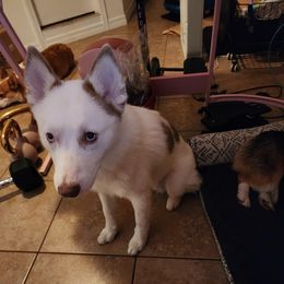 Sully - Pomsky