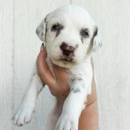 Fern - LUA long coat liver - White and liver brown female Dalmatian puppy in Jefferson, Georgia from Spotted Jewels Dalmatians