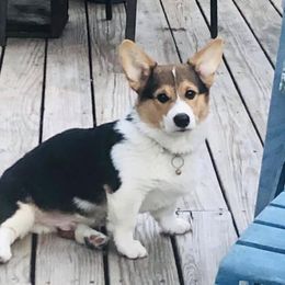 Reagan  - Pembroke Welsh Corgi
