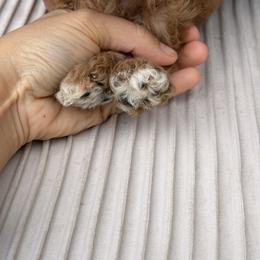 Goldendoodle Puppies from Dream Doodles in Spokane WA