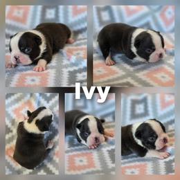 Ivy - Black brindle and white female Boston Terrier puppy in Billings, Missouri from Azaleas Euro Boxers & Boston Terriers