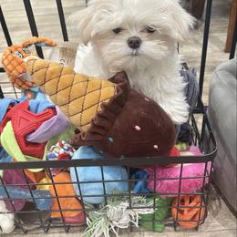 Maltese puppies from Kimberly's Maltese