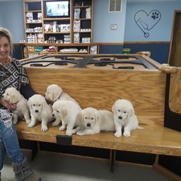 Golden Retriever Puppies from Fiddle In Gold Retrievers