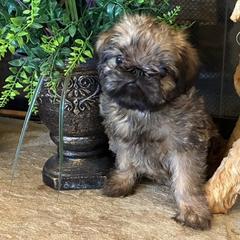 Brussels Griffon puppies from JOVAL Kennel