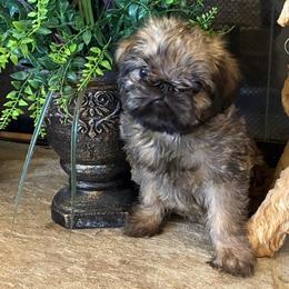 Brussels Griffon puppies from JOVAL Kennel