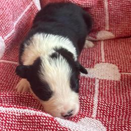 Titan - Black and white male Border Collie puppy in Mckinney, Texas from Border Collies of Ruidoso