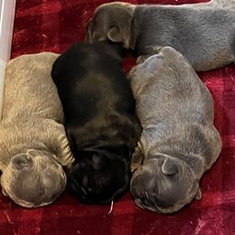 French Bulldog Puppies from K&J Frenchies