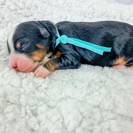 Hermione - Harry Potter Litter - Tri-color female Bernedoodle puppy in Charleston, South Carolina from Palm Belle Doodles