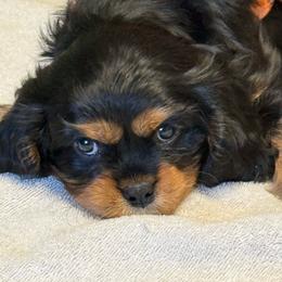 Ren - Black and tan male Cavalier King Charles Spaniel puppy in Lawton, Oklahoma from Wild Wishes Cavaliers