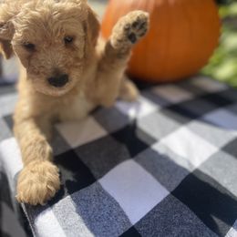 Boy 1 - Apricot Goldendoodle puppy in Bluefield, Virginia from Love on a Leash