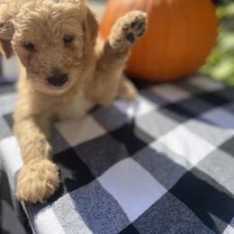 Boy 1 - Apricot Goldendoodle puppy in Bluefield, Virginia from Love on a Leash