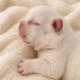 Atlas - Cream male French Bulldog puppy in Largo, Florida from Mosaic French Bulldogs