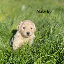 Goldendoodle Puppies from Doodle Paradise