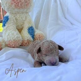 Puppy 5 - Red male Maltipoo puppy in Vancouver, Washington from Pnwfamilydoodles