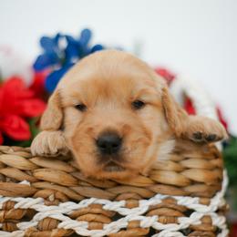 Boy 2 - Golden male Golden Retriever puppy in Las Vegas, Nevada from Geaux Dog